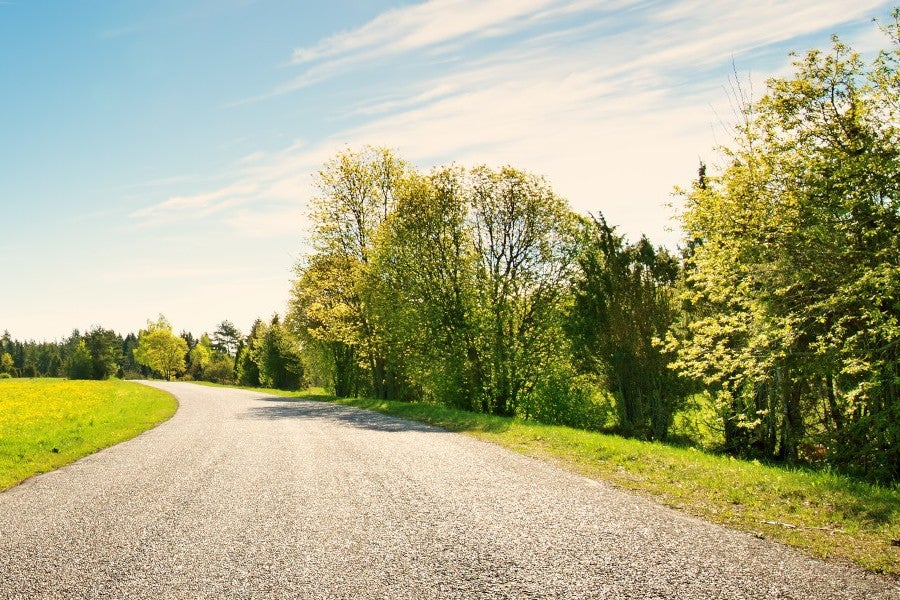 Road surrounded by lush green trees.